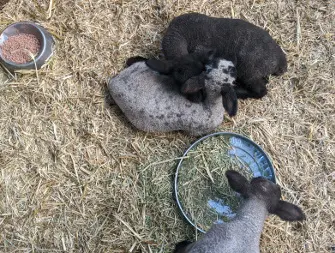 Lizzie and Dapple cuddle as Sketch looks for something to nibble on