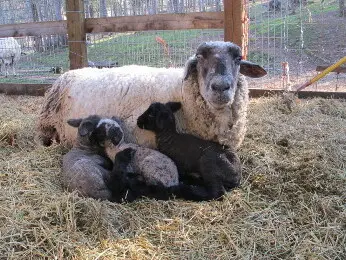 Lilly with her lambs