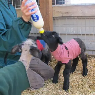 Bottle feeding the lambs