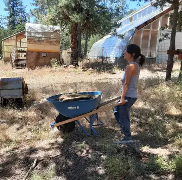 Moving bunny poop to the garden