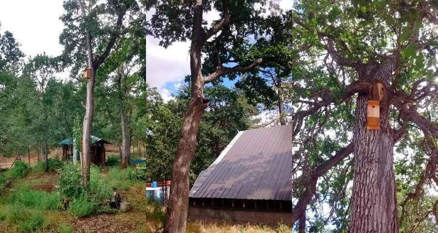 birdhouses on the main hillside, two made this year and one naturally made from rotted out oak limb