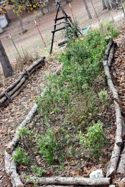 A mature, self-mulching mix of elderberry, lemon balm, mint, calendula, turnip and alfalfa