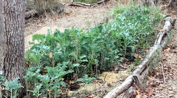 Kale beds near the front door of the dining hall. Very easy to tend and harvest all summer.