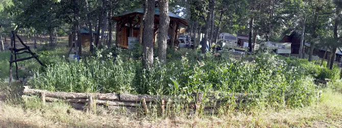 Leafy greens growing in with a thick layer of home grown wheat mulch