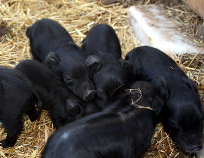 Newborn Piglets Cuddling: Pigs are one of my many teachers of what it means to be human