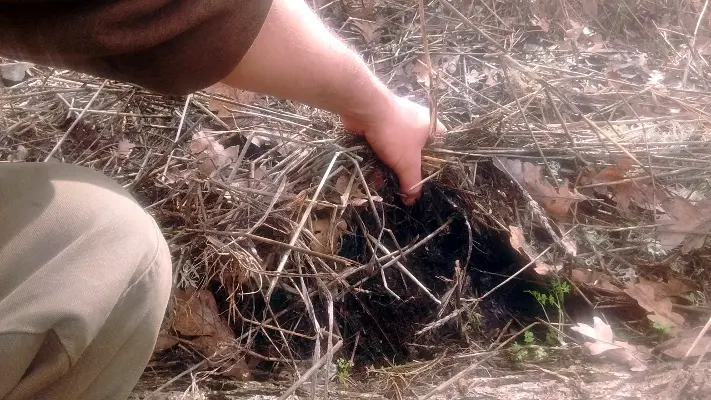 A thick layer of home grown wheat mulch